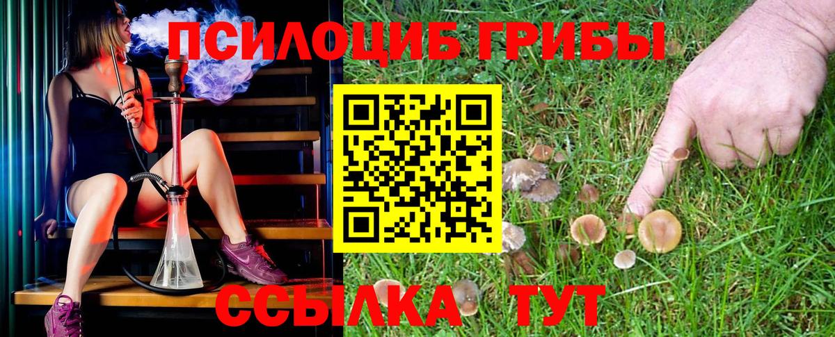 Псилоцибиновые грибы Psilocybine cubensis Владимир